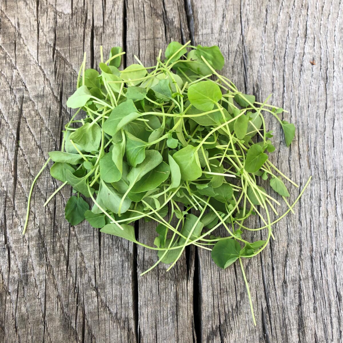 Lattich Buuregarte Boog