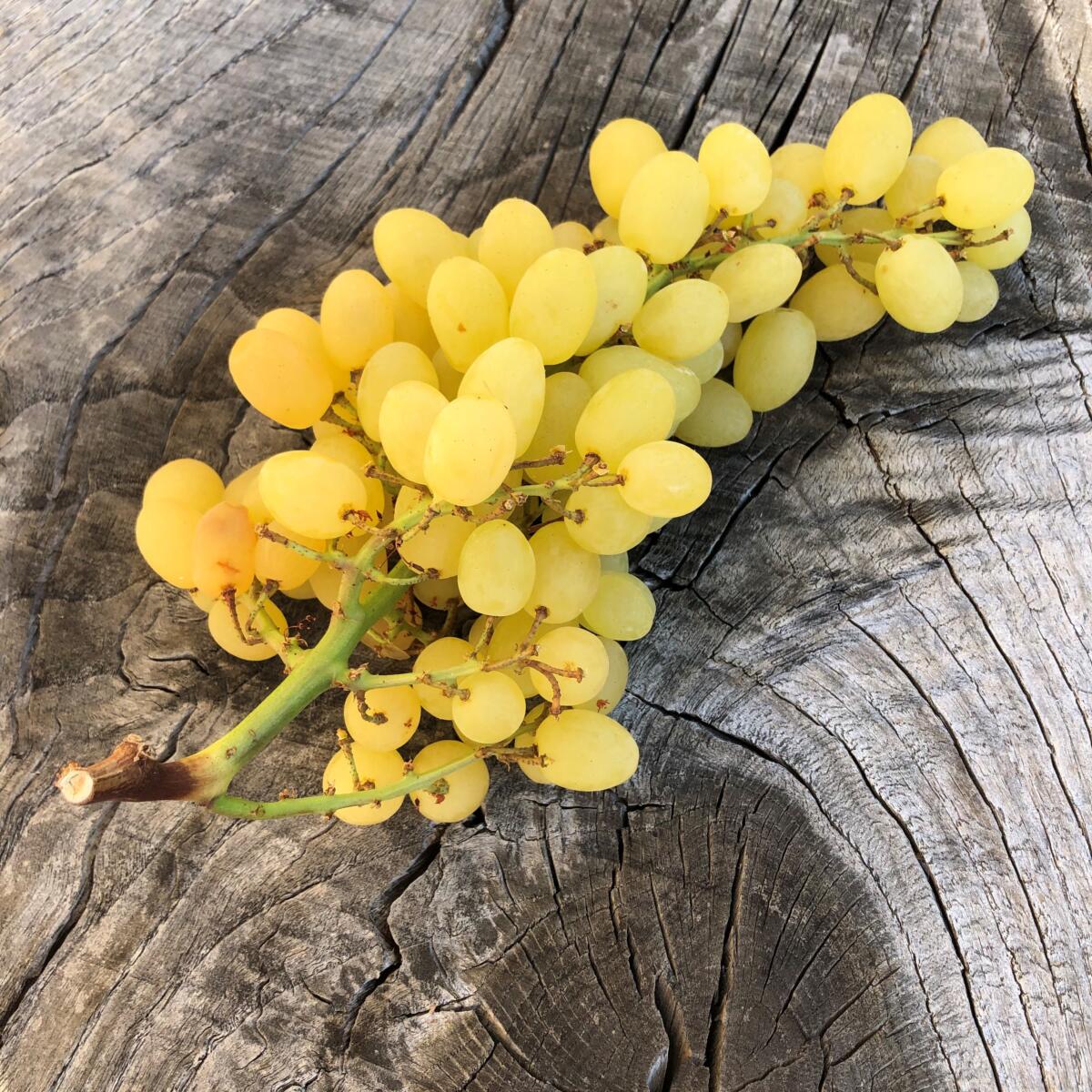 Trauben weiss kernlos - Buuregarte Boog